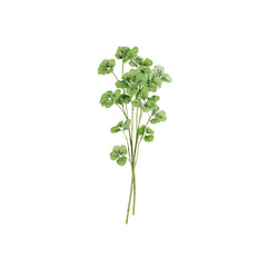 Fresh Green Coriander Sprigs Isolated on White Background