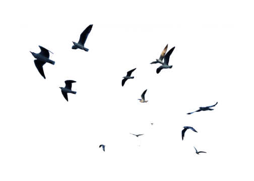 Many birds flying on sky isolated on white background. 