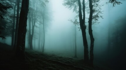 Obraz premium Tall trees in a misty forest, with the light illuminating the fog and making the trees look dark and mysterious.