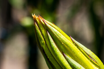 The dragon flower is waiting to bloom. This flower usually blooms after evening
