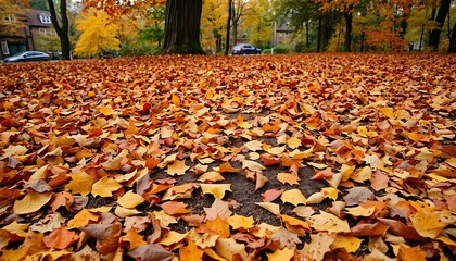 With the arrival of autumn, fallen leaves begin to scatter on the ground.