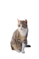 Cat sitting looking away Isolated, png, transparency