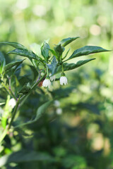 Photo of white chili flowers that have bloomed.