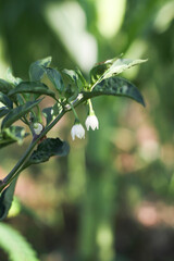 Photo of white chili flowers that have bloomed.