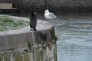 Cormoran  et Go&eacute;land s'observant sur les les quais du port de Calais