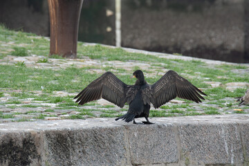 Cormoran venant se s&eacute;cher les ailes sur les quai du port de Calais