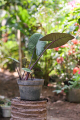 Photo of black taro plant in a pot.