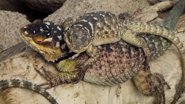 Two bluechinned roughscaled lizards (Sceloporus cyanogenys) in a desert environment