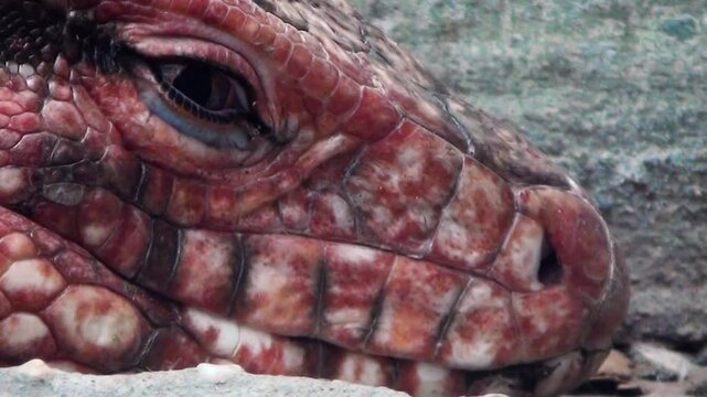 Red tegu (Salvator rufescens) head close-up