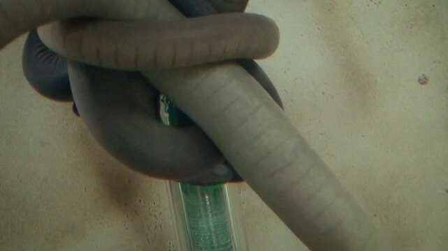 Cayenne caecilians (Typhlonectes compressicauda), strange legless amphibians possibly mating in an aquarium