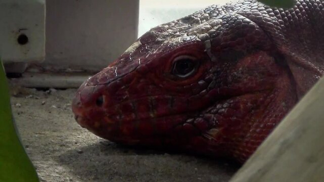 Red tegu (Salvator rufescens) head close-up, silhouette