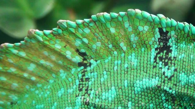 Plumed basilisk (Basiliscus plumifrons) sail close-up