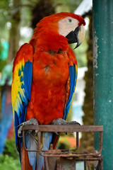 Large red scarlet macaw (Ara macao) perched on a branch. Select and soft focus.