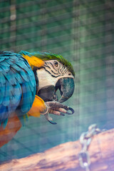 Macaw in a cage. The parrot bites its leg. 