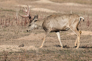 Mule Deer Buck