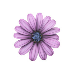 Delicate Pink Daisy Flower with Blue Center Isolated on White Background