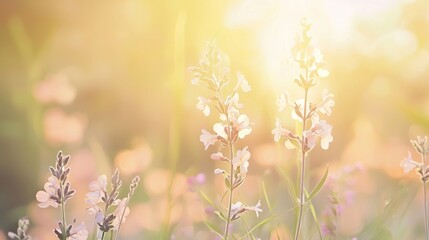 Naklejka premium Beautiful white wildflowers glowing in the setting sun, creating a serene meadow scene