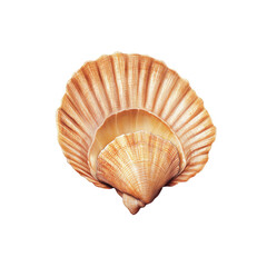 Close-up of a Scallop Shell