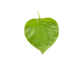 Green betel leaf transparent png