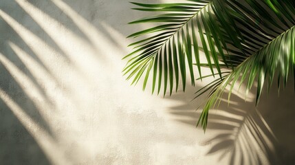 Sunlit Palm Leaf Shadows on a Textured Wall Creating a Tropical and Serene Atmosphere