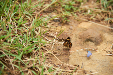 Theona checkerspot, Chlosyne theona, butterfly standing on the ground resting with its wings folded showing its characteristic design: alternating areas of orange and cream, all outlined in black.