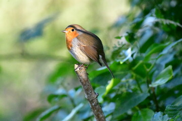 Bird Robin posing. Kilkenny, Ireland