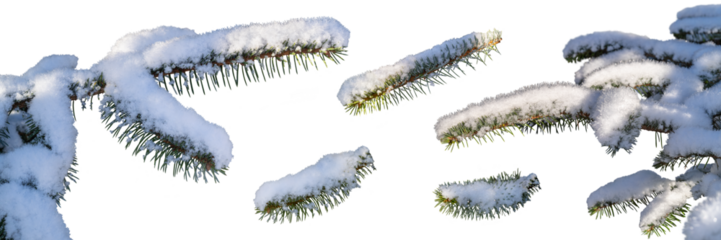 A real Christmas tree pine branches covered in snow, frost and ice cut out and isolated against a transparent background.