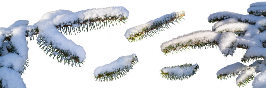 A real Christmas tree pine branches covered in snow, frost and ice cut out and isolated against a transparent background.