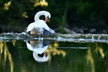 Mute swan on the river Nore, Kilkenny, Ireland