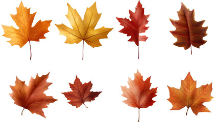 Obraz premium Vibrant autumn maple leaves in shades of orange, yellow, and red, isolated on a white background, capturing the beauty of fall foliage