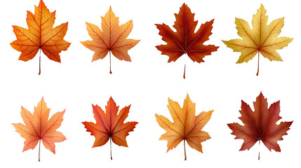 Vibrant autumn maple leaves in shades of orange, yellow, and red, isolated on a white background, capturing the beauty of fall foliage