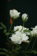 white rose on green background