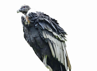 Andean condor isolated on white background