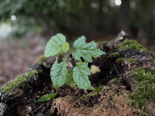 Leaf