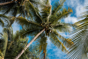Fototapeta premium palm tree pretty Costa Rica 