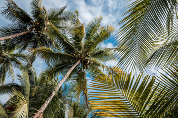 palm tree tropical paradise background nature travel holiday banner header