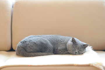 British shorthair cat sleeping on sofa.