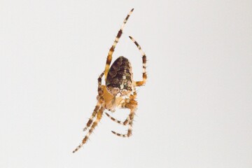 Spider (Araneus diadematus) caught in its web on a window