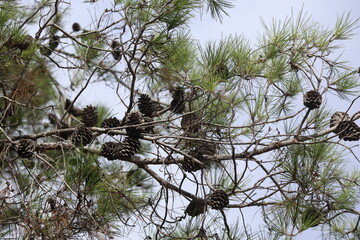 branch of turkish pine with cones