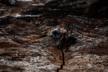 wood bark texture grunge old nature 