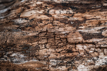 wood bark texture grunge old nature 