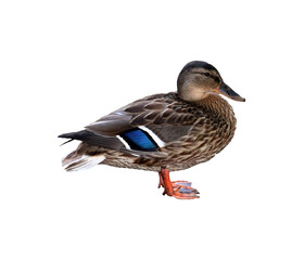 Common Male Mallard Duck Standing in Profile - Color Photo, Isolate for Design