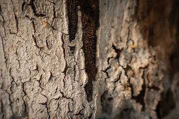 wood bark texture grunge old nature 