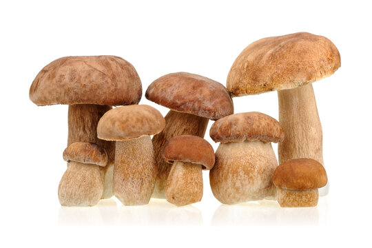 Porcini mushrooms (Boletus edulis) on white background.