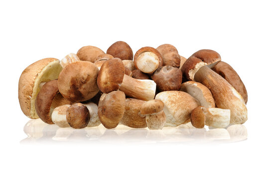 Porcini mushrooms (Boletus edulis) on white background.