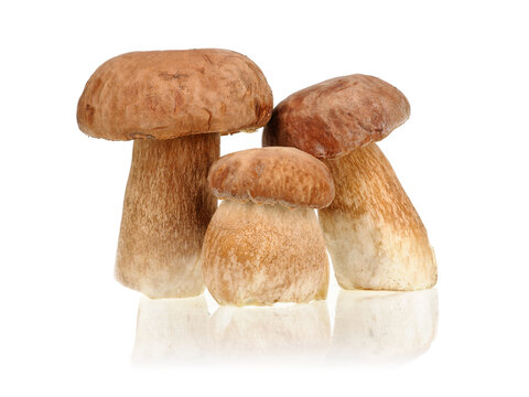 Porcini mushrooms (Boletus edulis) on white background.