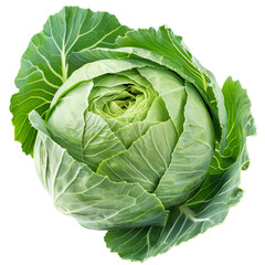 Fototapeta premium Fresh green cabbage with intact leaves isolated on white background