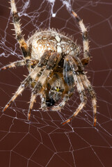 Close up Macro shot of a Garden Spider