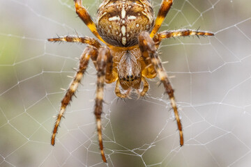 Close up Macro shot of a Garden Spider
