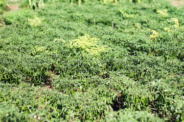 Photo of curly chili plants affected by the Gemini virus which belongs to the Begomovirus genus and...